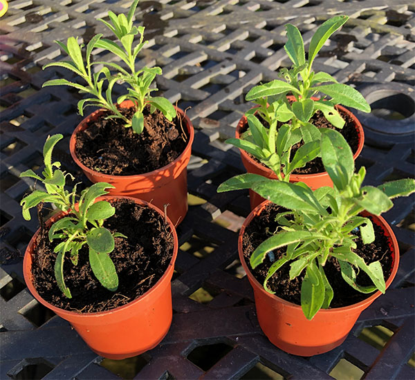 Pot on over-wintered cuttings, like these Osteospurnum