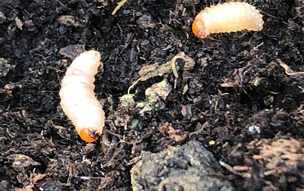 Vine weevil larvae